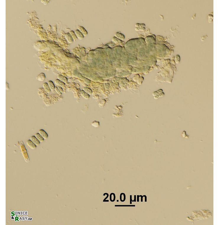 Microcrocis geminata