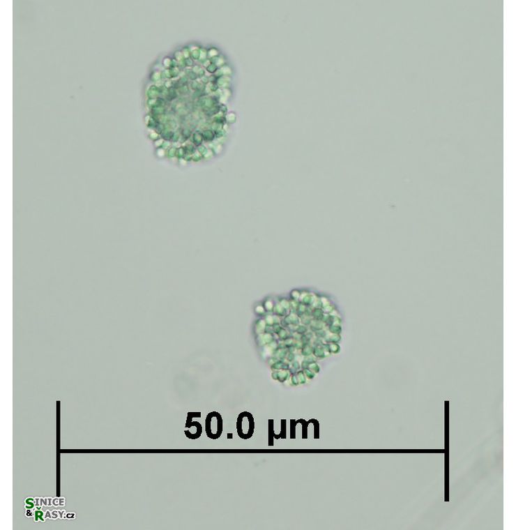 Snowella litoralis 