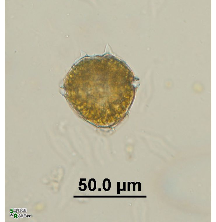 Peridinium bipes