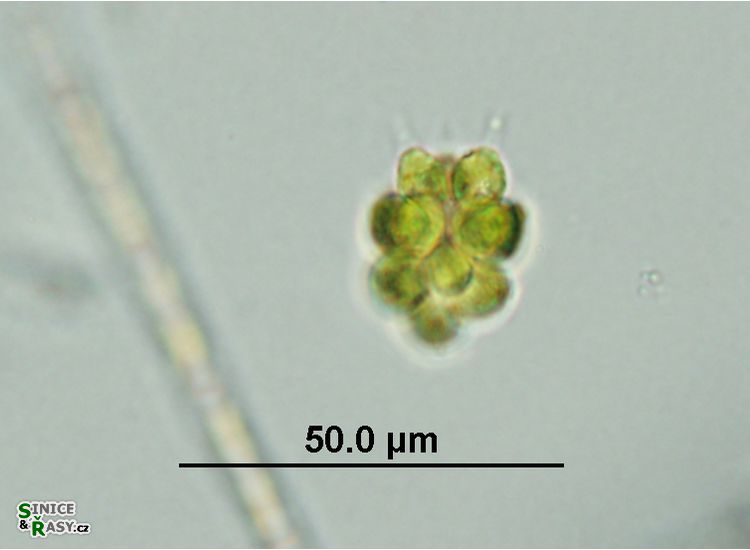 Pyrobotrys minima