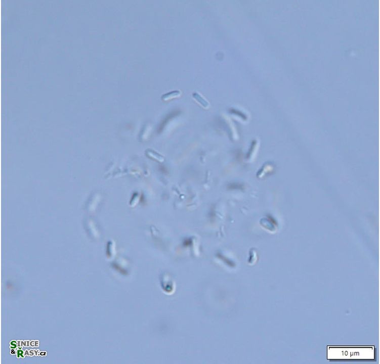 Cyanonephron elegans