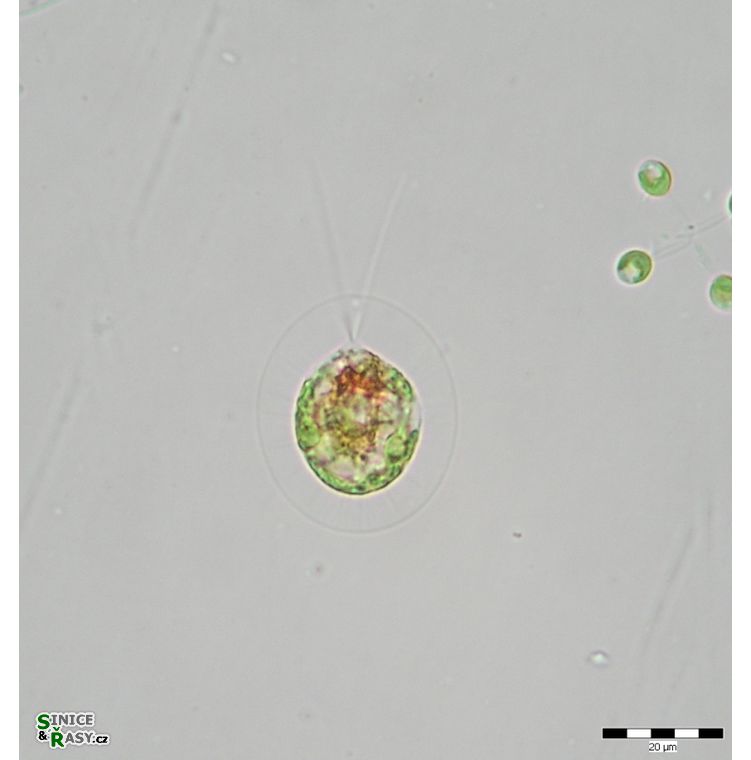 Haematococcus pluvialis