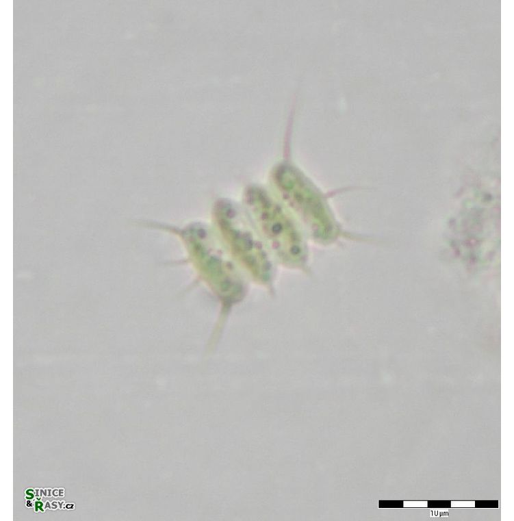 Desmodesmus sempervirens