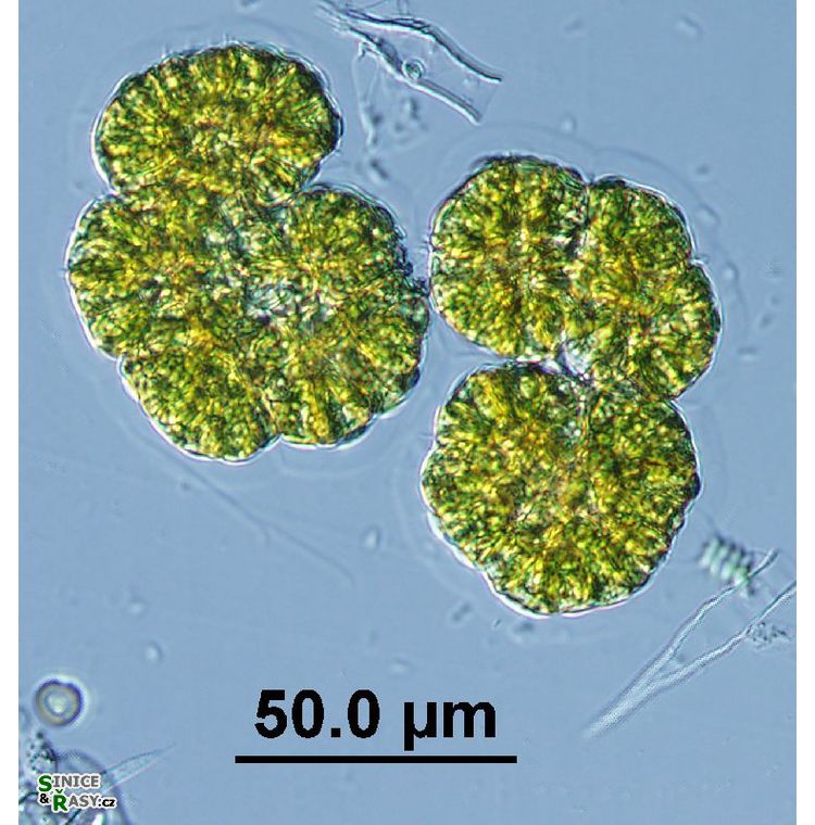 Botryococcus neglectus