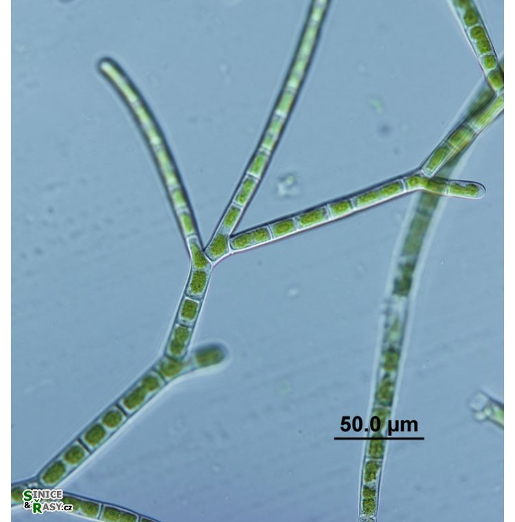 Ekerewekia churiensis
