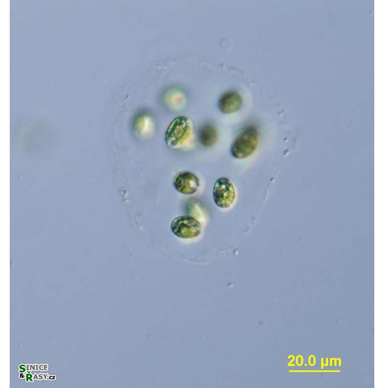 Oocystis lacustris