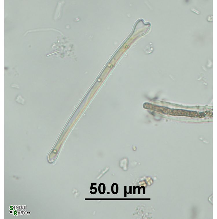Actinella punctata