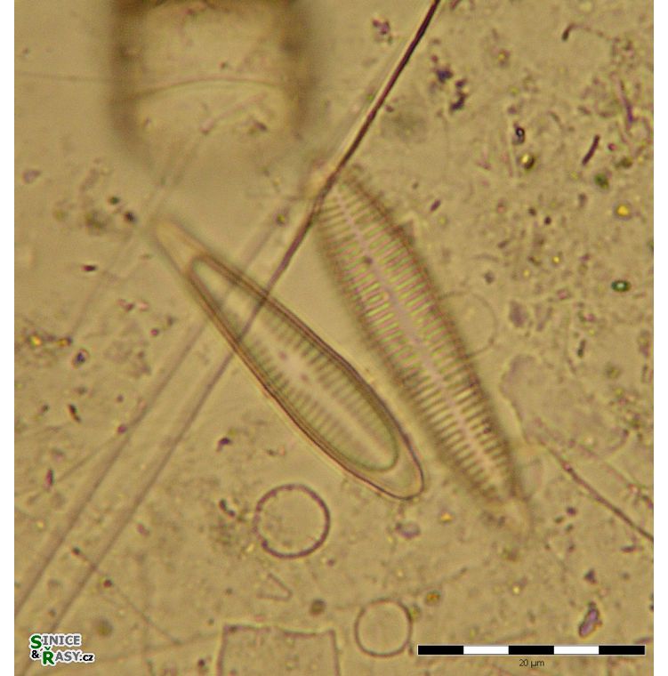rhoicosphaenia-curvata-temelin
