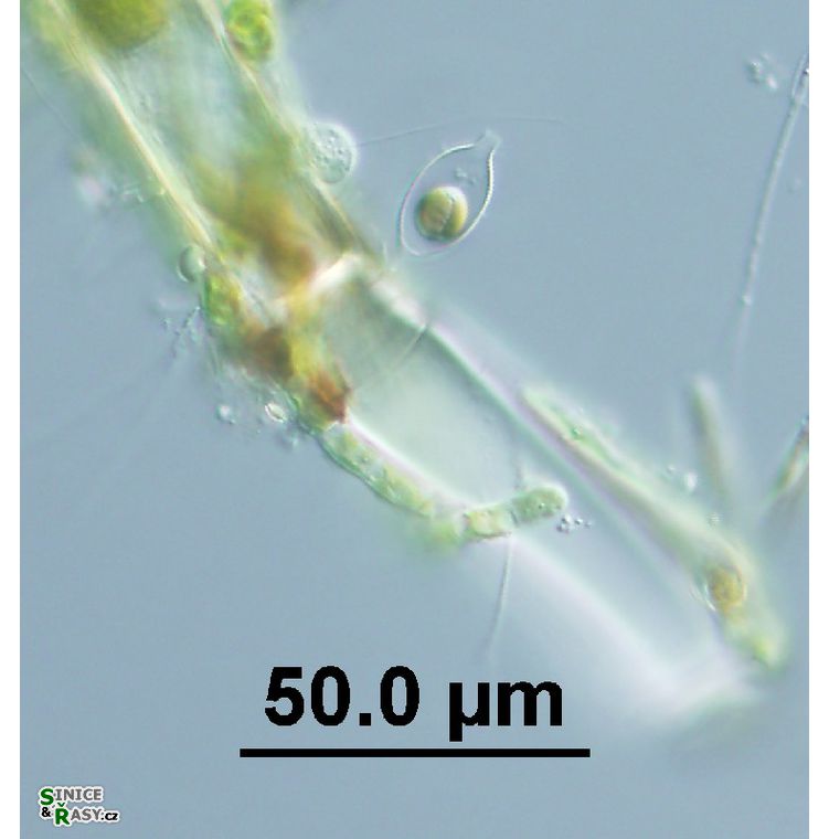 Derepyxis sp. 