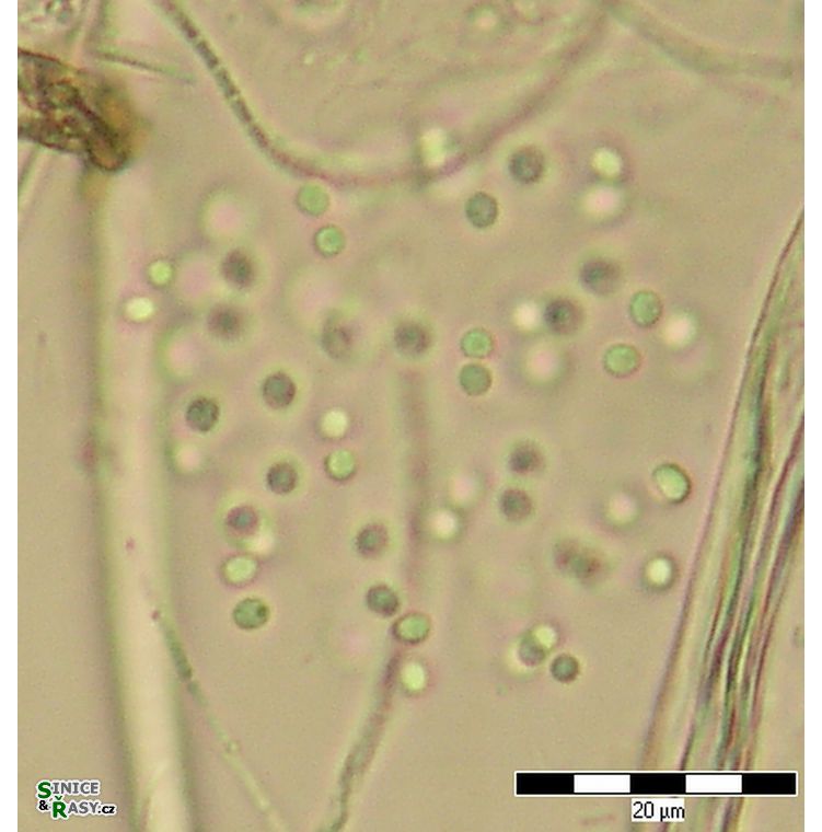 Aphanocapsa venezuelae