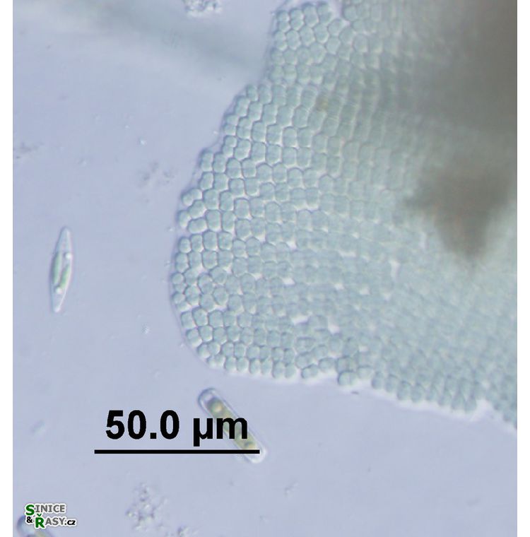 Merismopedia revoluta