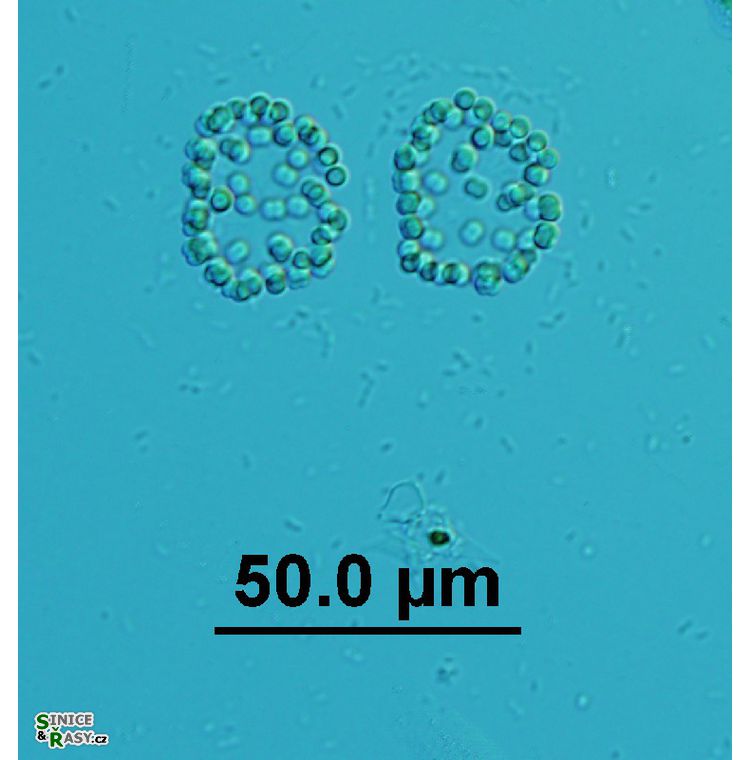 Snowella litoralis