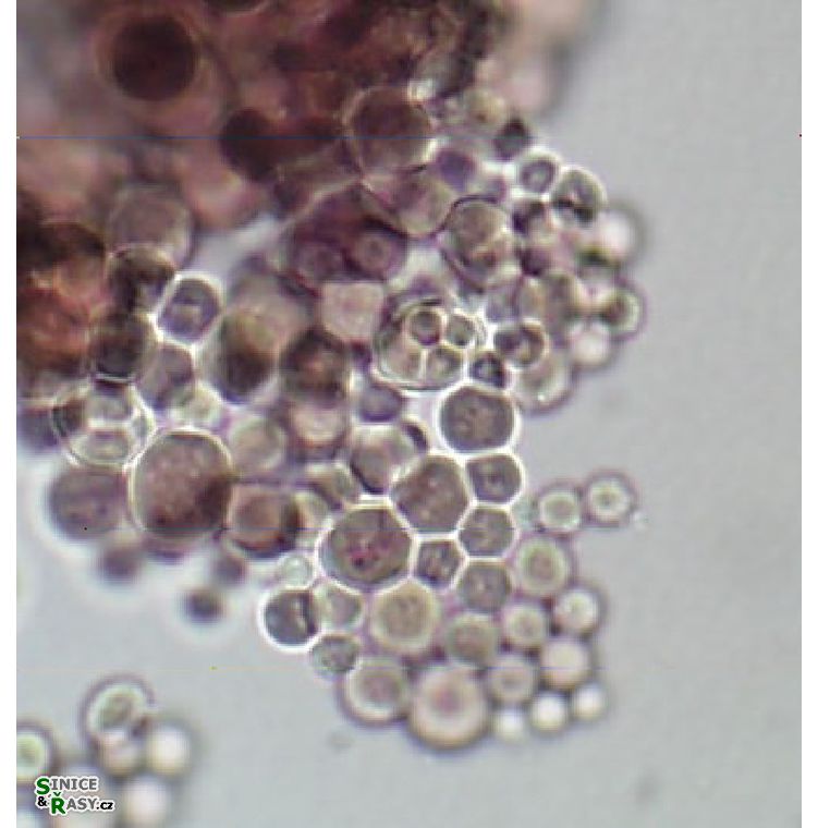 Stanieria sp.