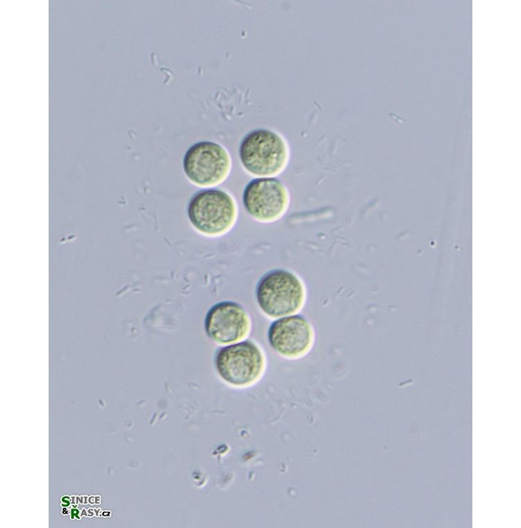 Limnococcus limneticus