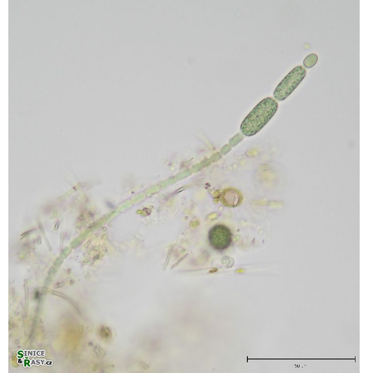 Cylindrospermum sp.