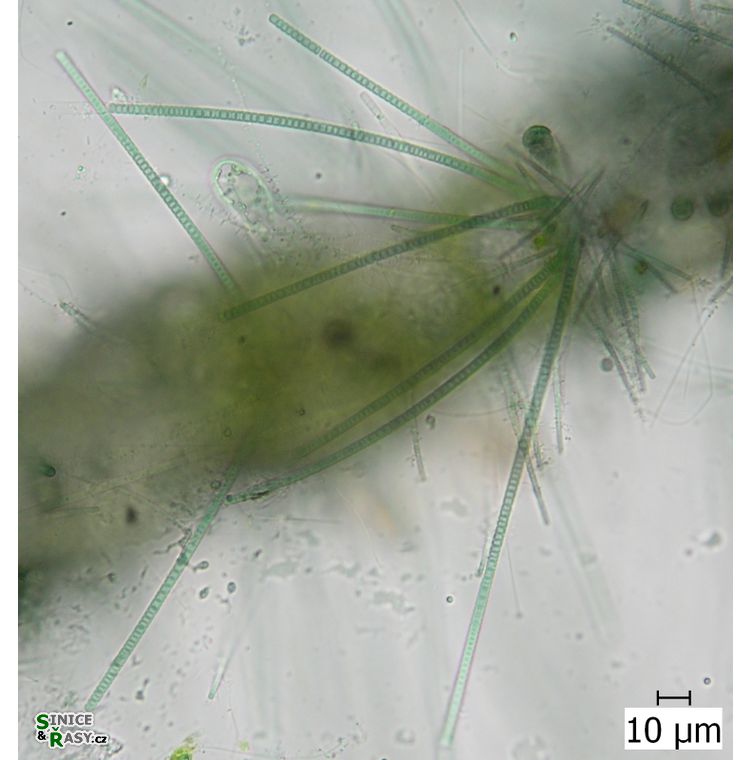 Heteroleibleinia