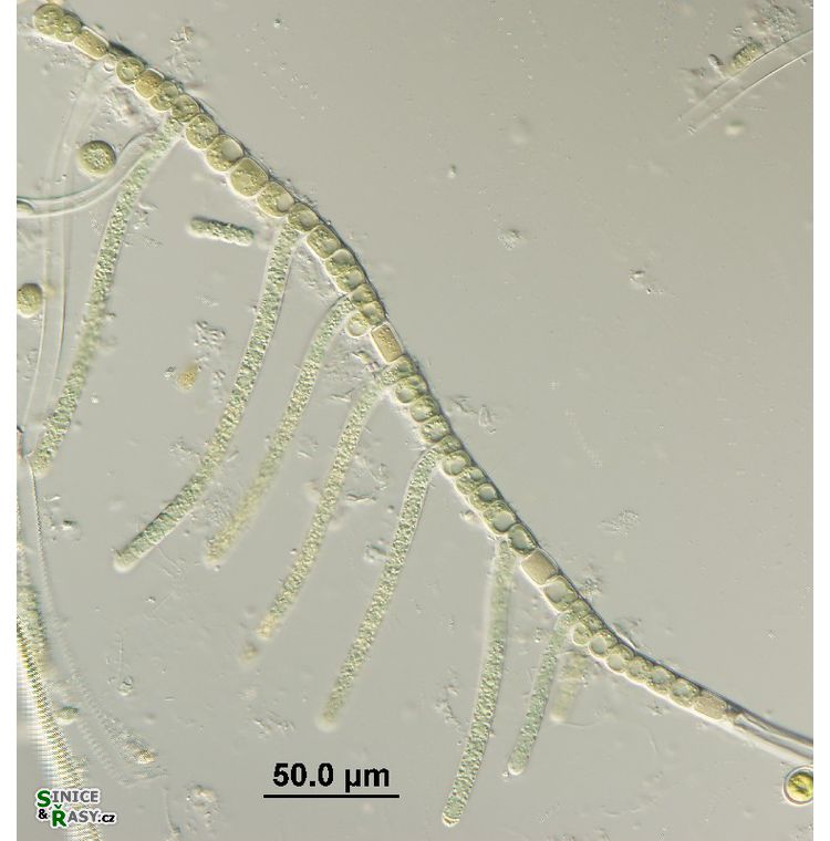 Hapalosiphon fontinalis
