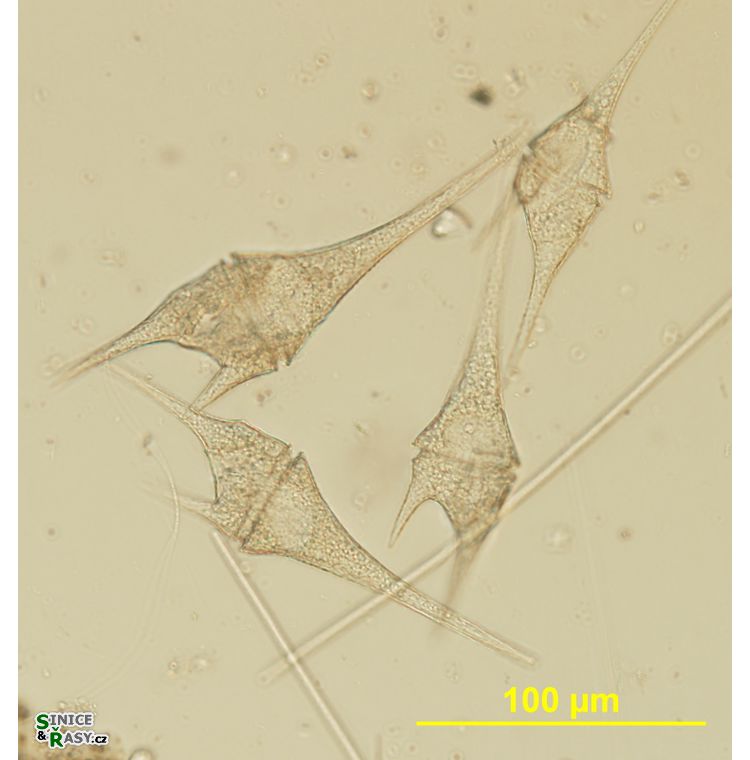 Ceratium furcoides