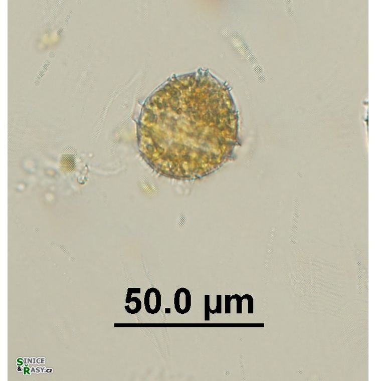 Peridinium sp. 