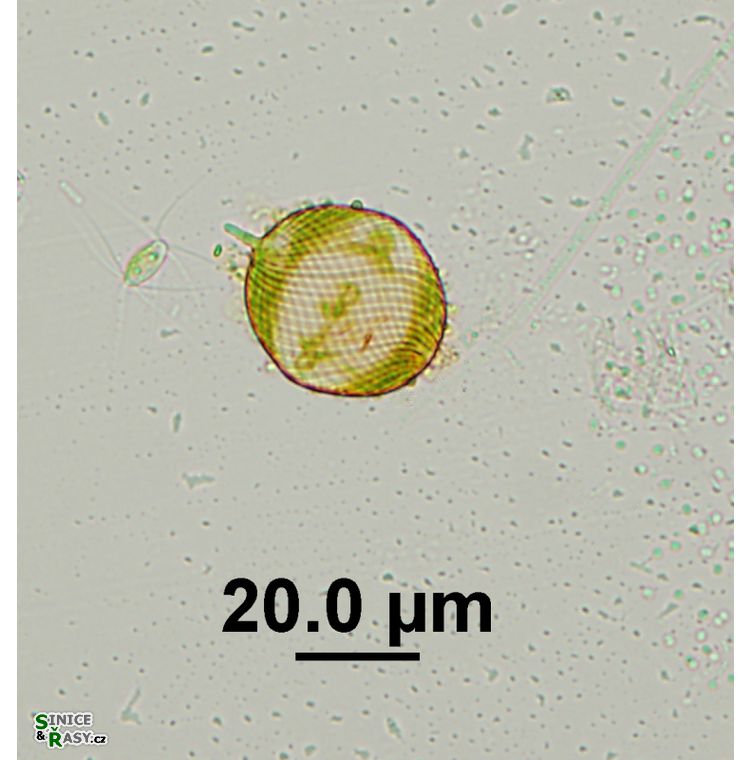 Lepocinclis ovum
