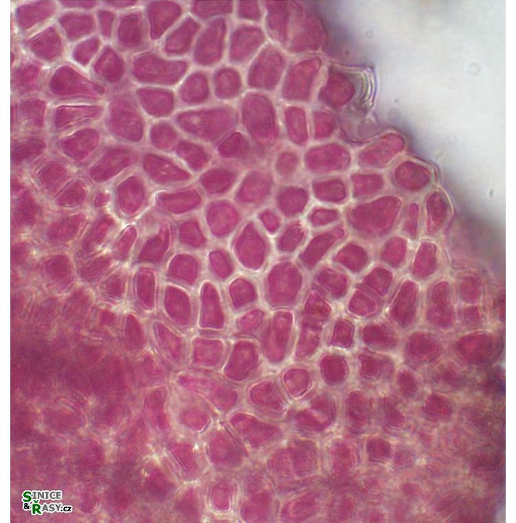 Hildenbrandia rivularis