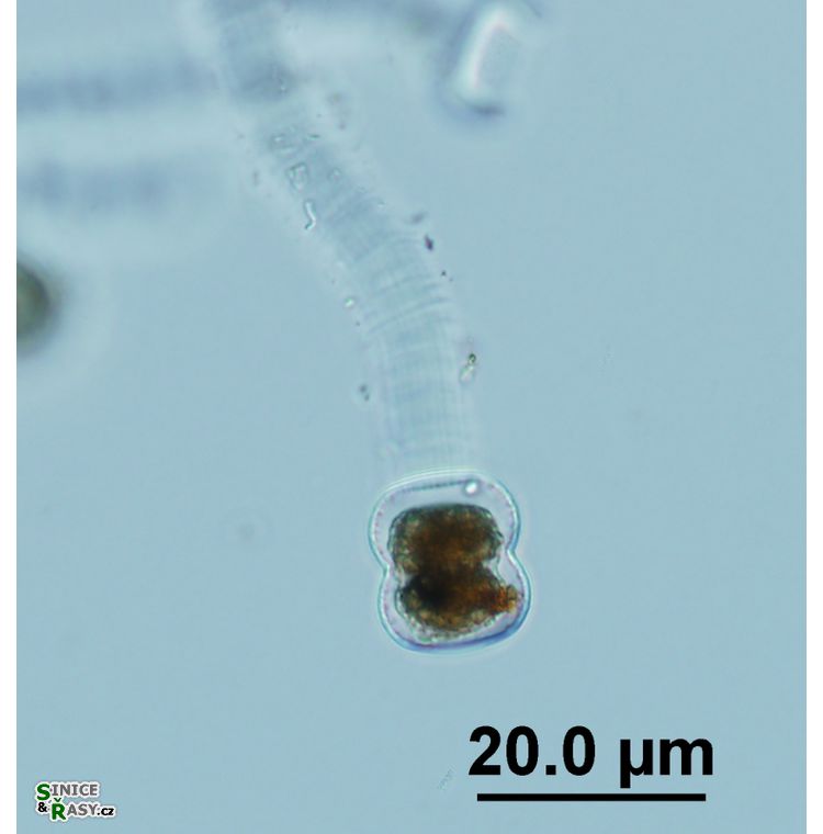 Vincularia roraimae