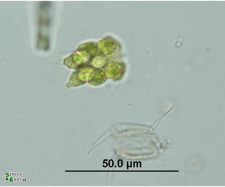 Pyrobotrys minima