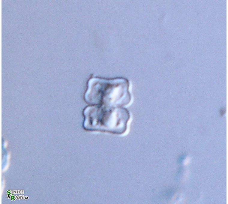 Cosmarium
