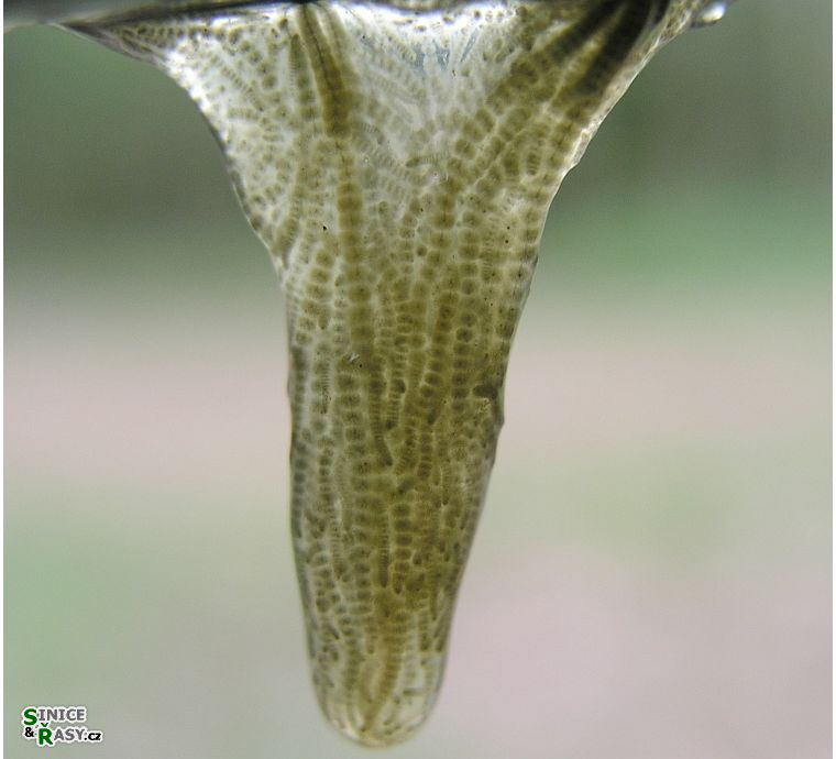 Batrachospermum