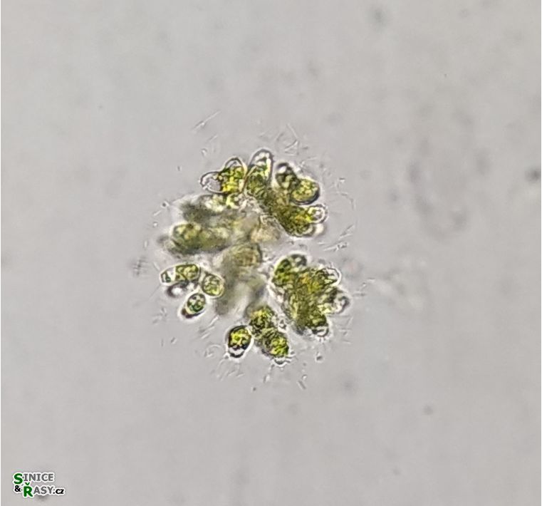 Dimorphococcus lunatus