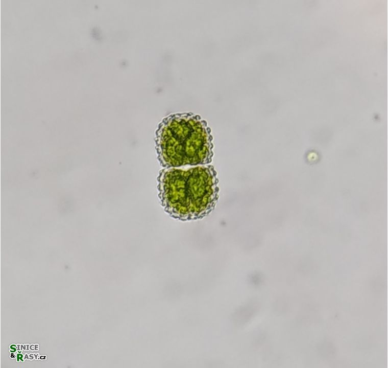 Cosmarium amoenum