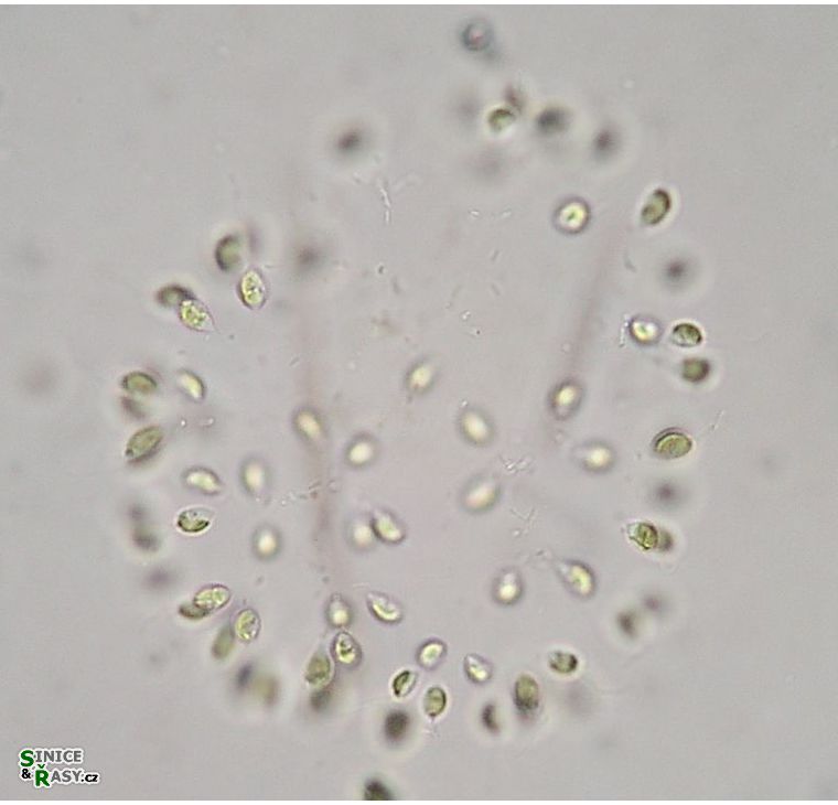 Uroglena