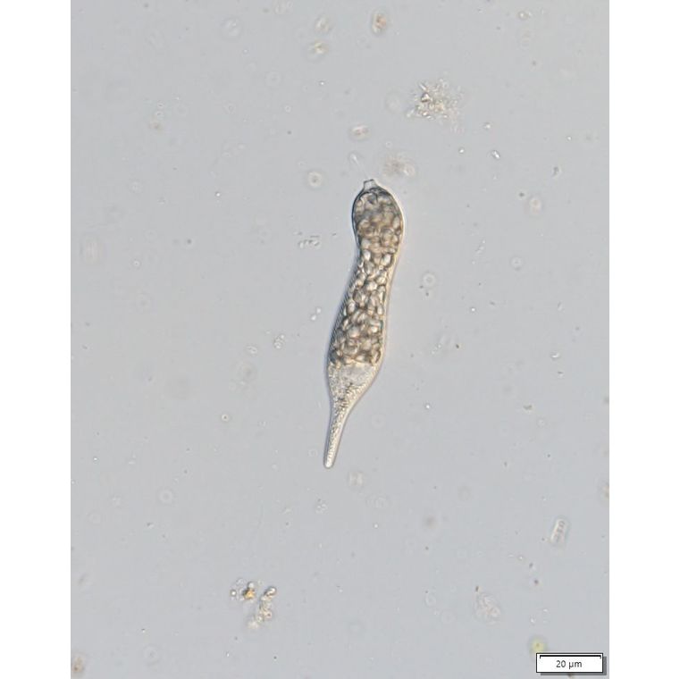 Distigma proteus