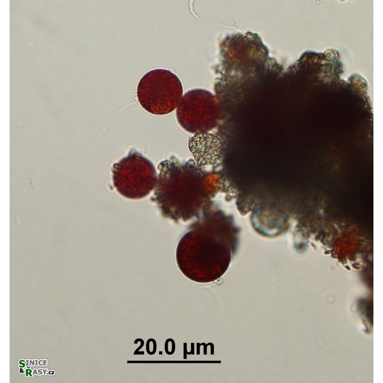 Chlamydomonas nivalis