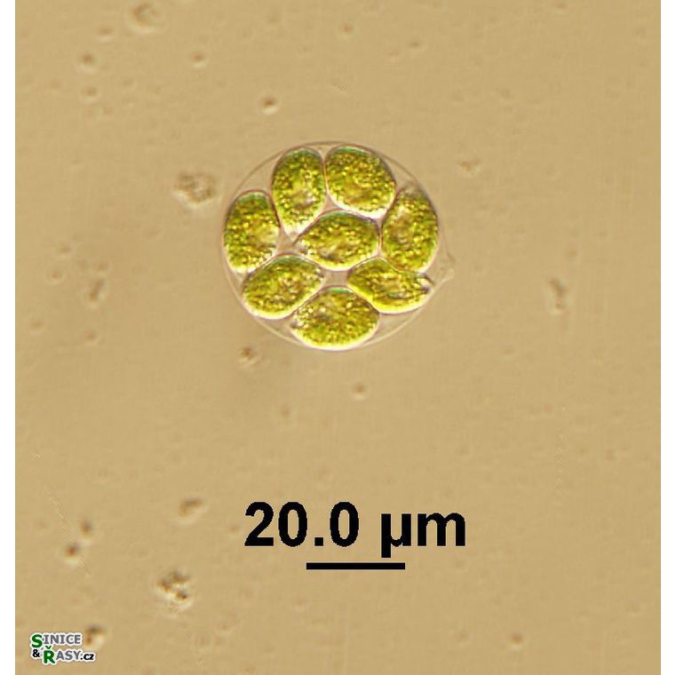 Chlamydomonas sp.
