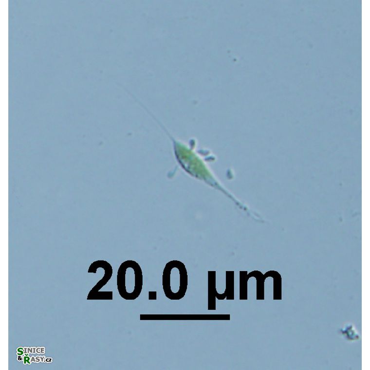 Ankyra lanceolata