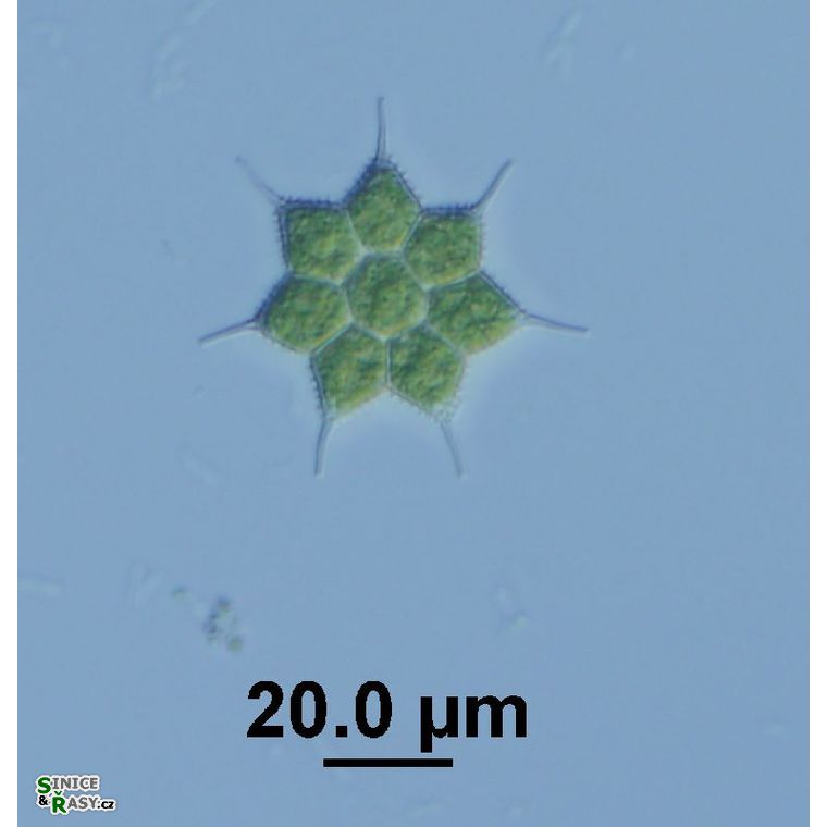 Monactinus simplex var. echinulatum