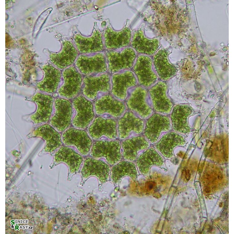 Pseudopediastrum boryanum
