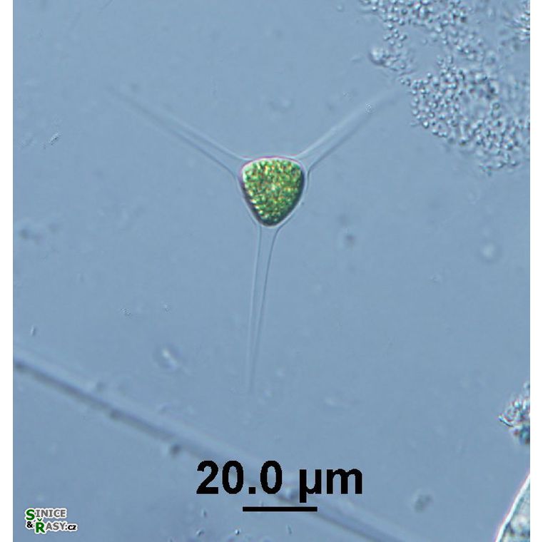 Treubaria schmidlei