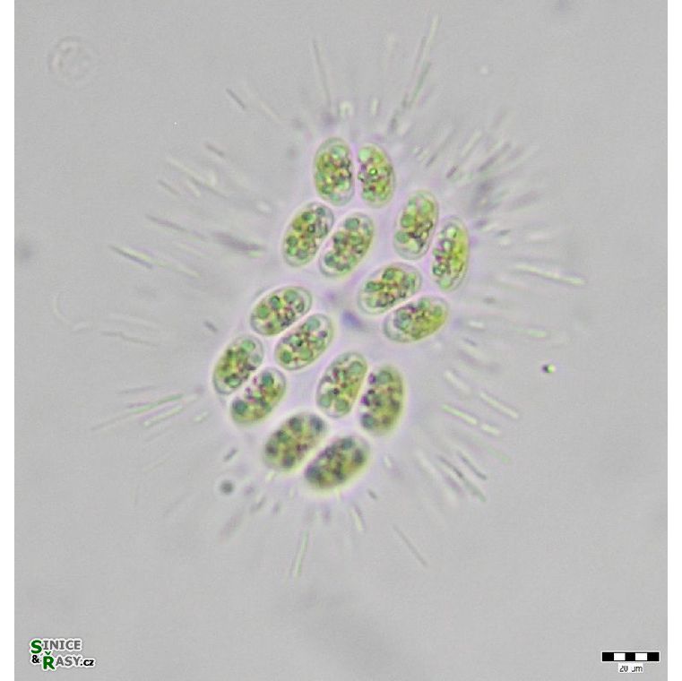 Willea vilhelmii