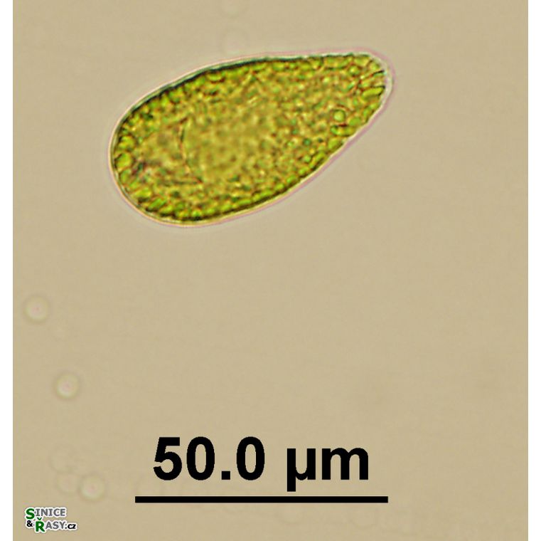 Gonyostomum semen