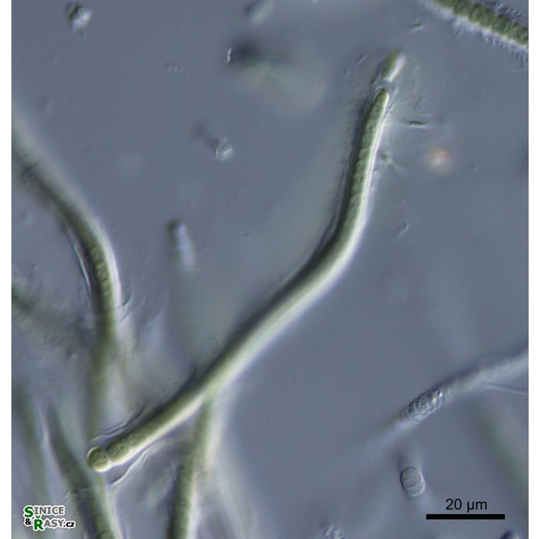 cf. Calothrix
