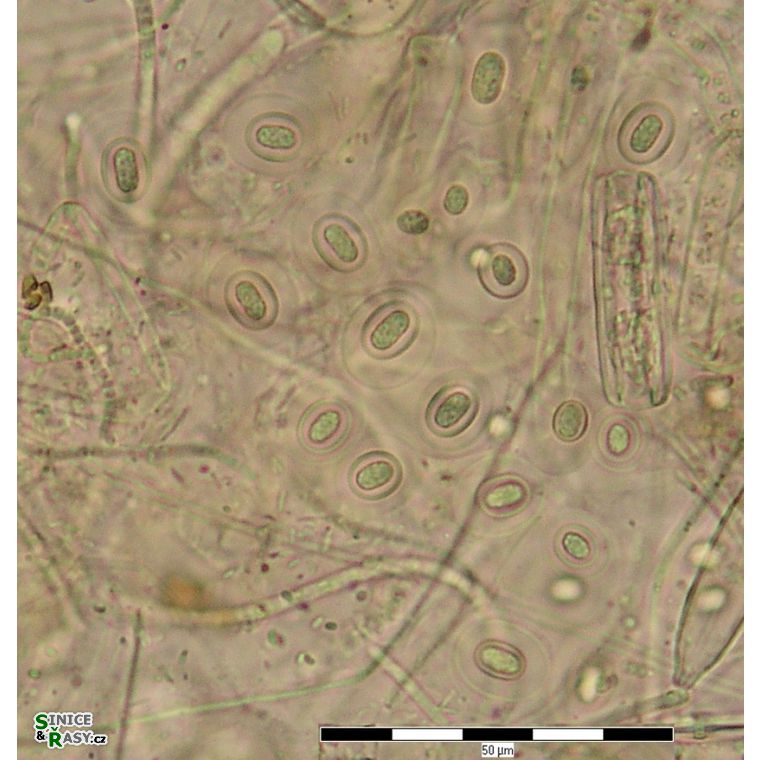 Gloeothece membranacea