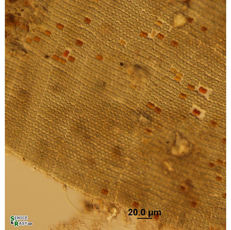 Microcrocis geminata