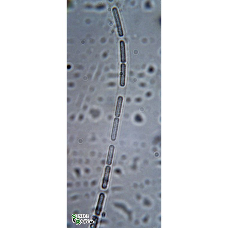 Wolskyella cf. australis