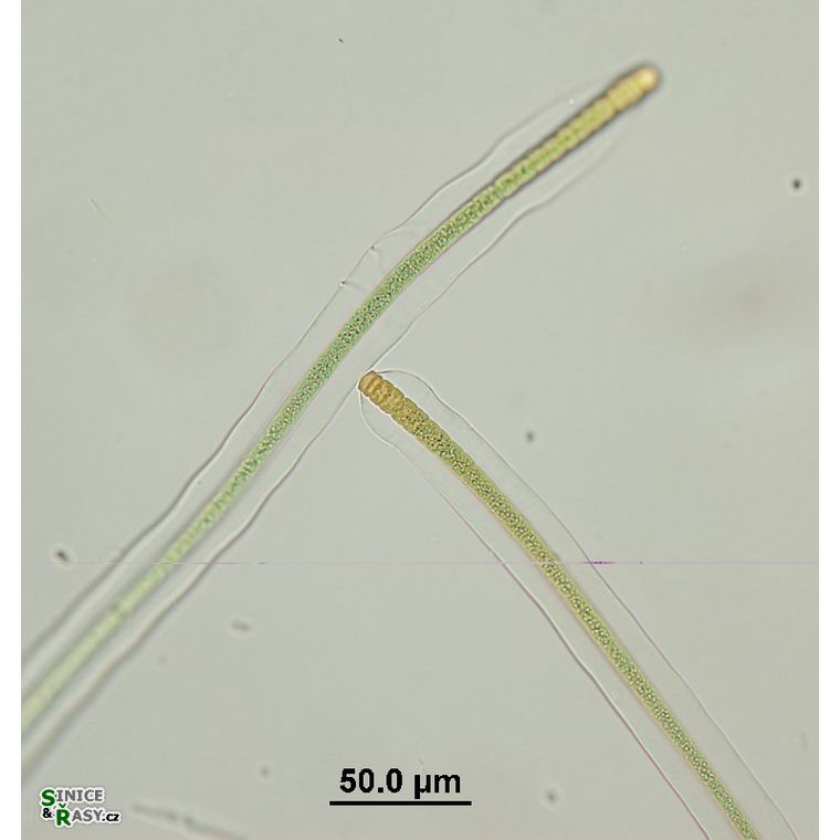 Scytonema cf. myochrous