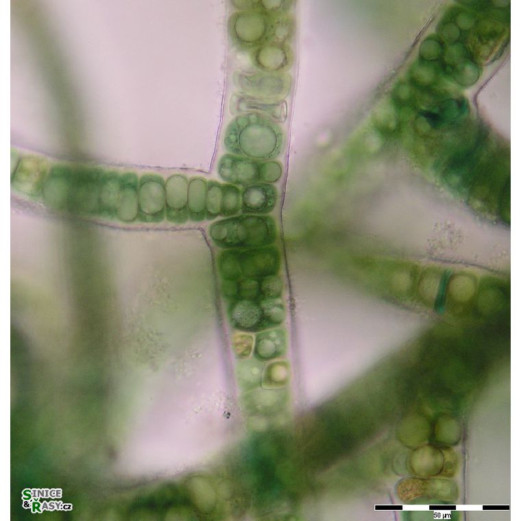 Stigonema ocellatum