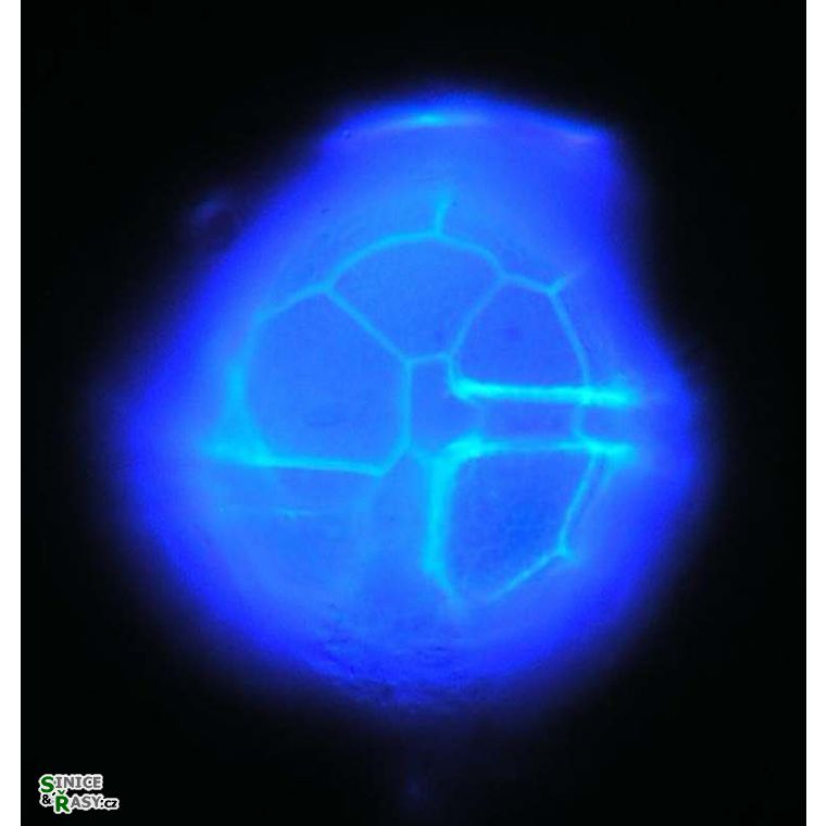 Peridinium cinctum