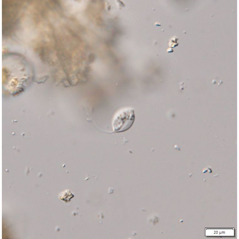 Notosolenus canellatus