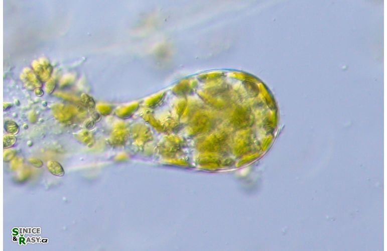 Protosiphon botryoides